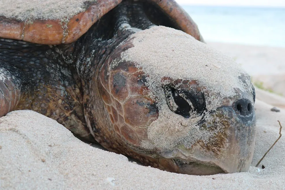 A loggerhead turtle