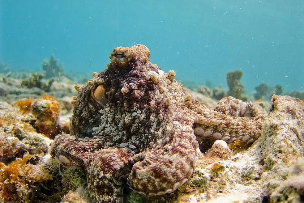 An octopus
